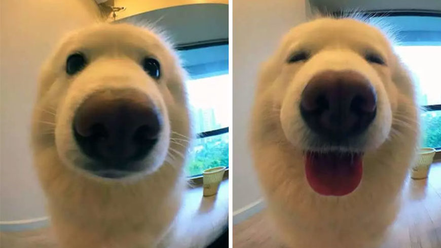 Pet Pics Before and After Being Called a “Good Boy”